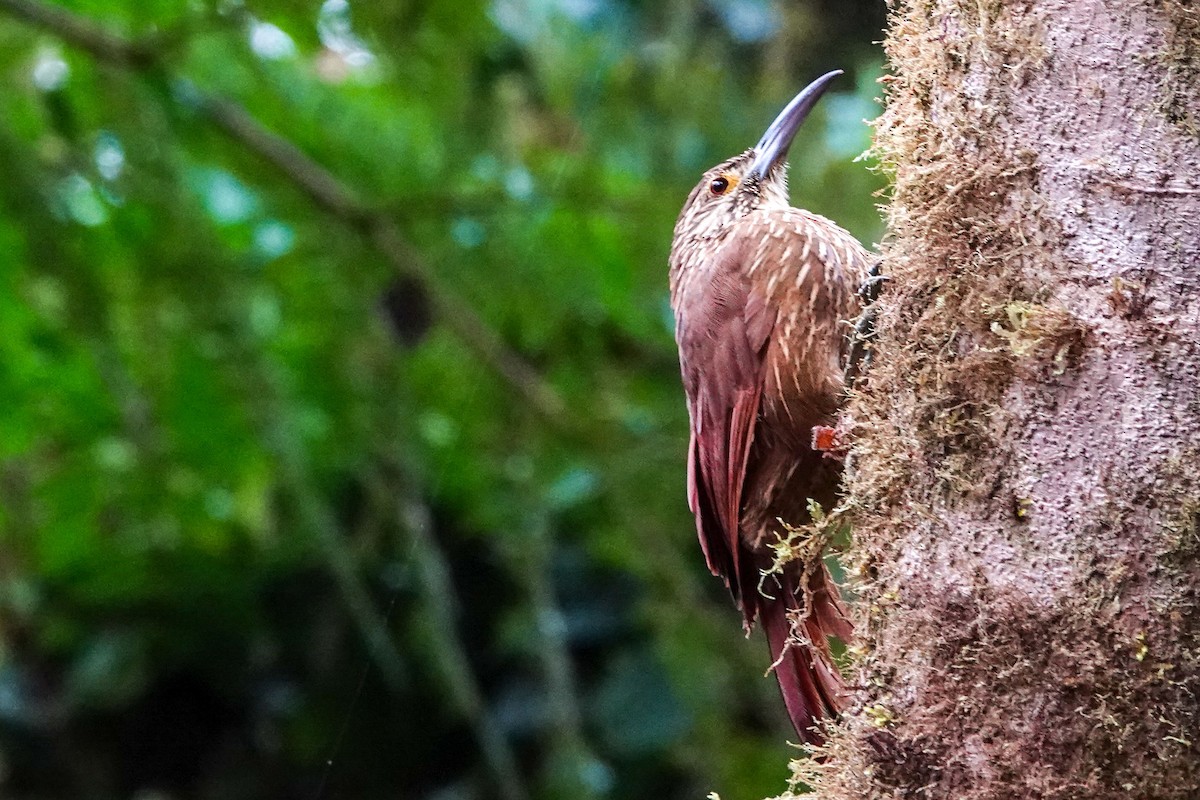 Strong-billed Woodcreeper - ML619245519