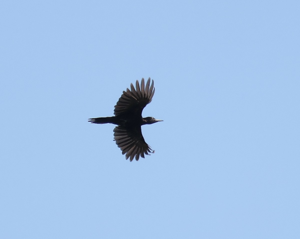 Black Woodpecker - ML619245538