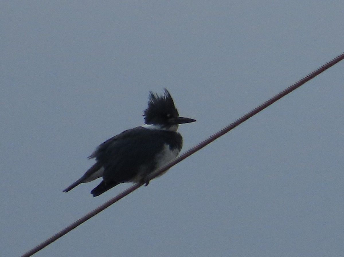 Belted Kingfisher - ML619245564