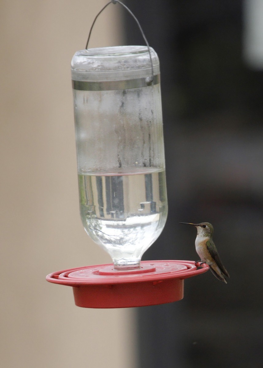 Broad-tailed Hummingbird - ML619245579