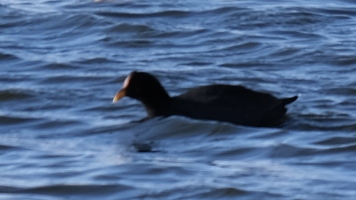 Red-fronted Coot - ML619245594