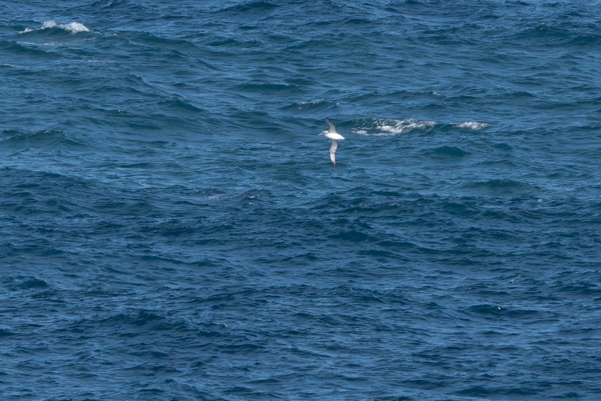 White-capped Albatross - ML619245624
