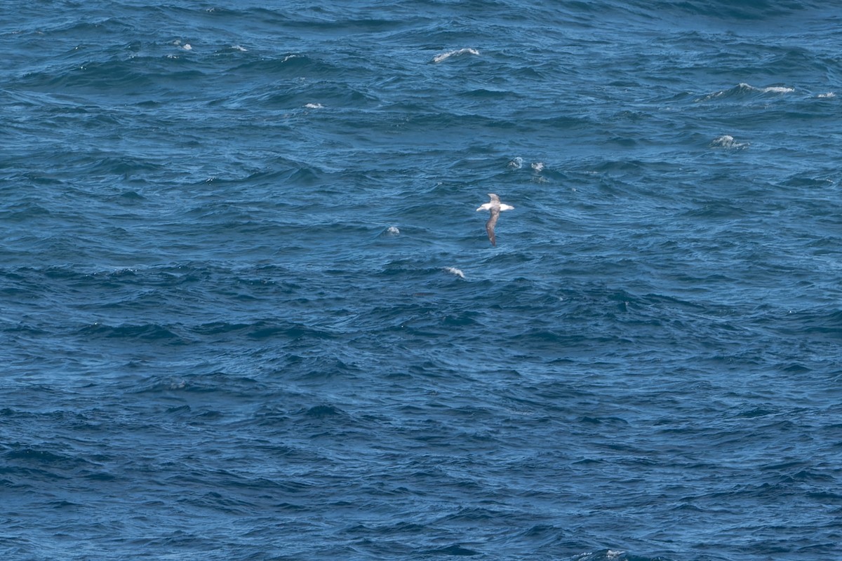 White-capped Albatross - ML619245625