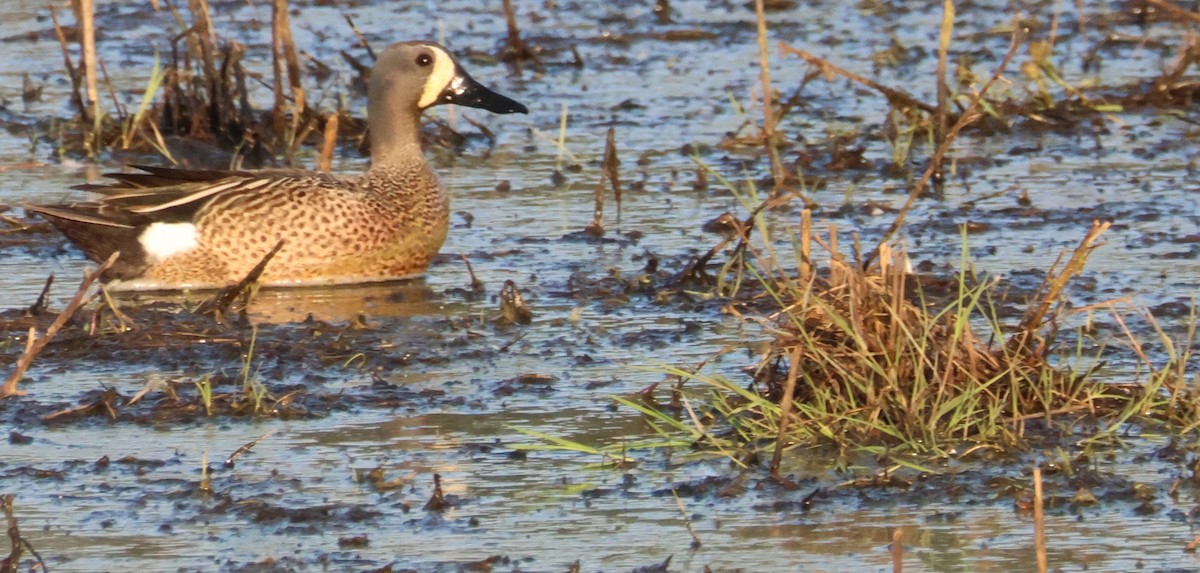 Blue-winged Teal - ML619245645