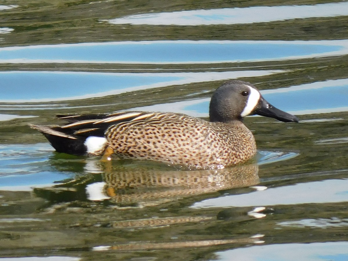 Blue-winged Teal - ML619245648