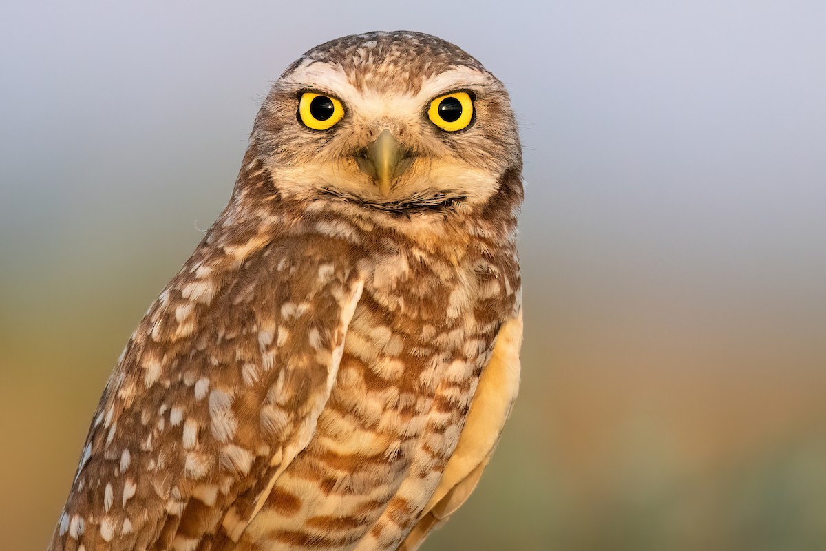 Burrowing Owl - ML619245746