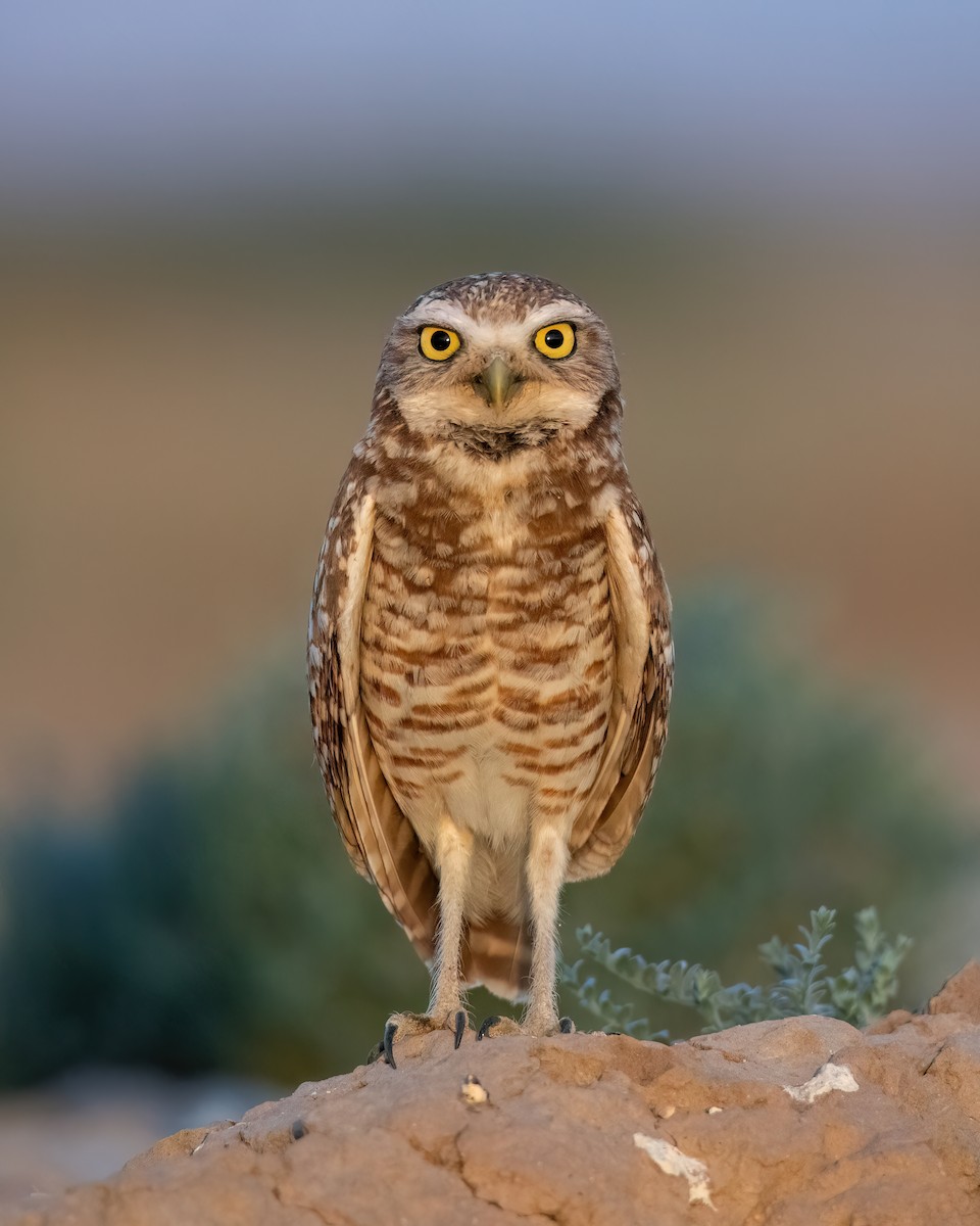 Burrowing Owl - ML619245747