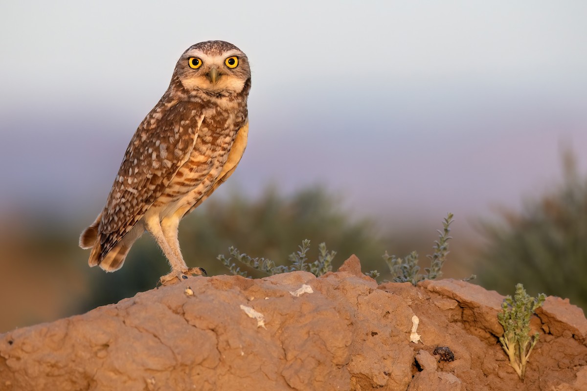Burrowing Owl - ML619245749