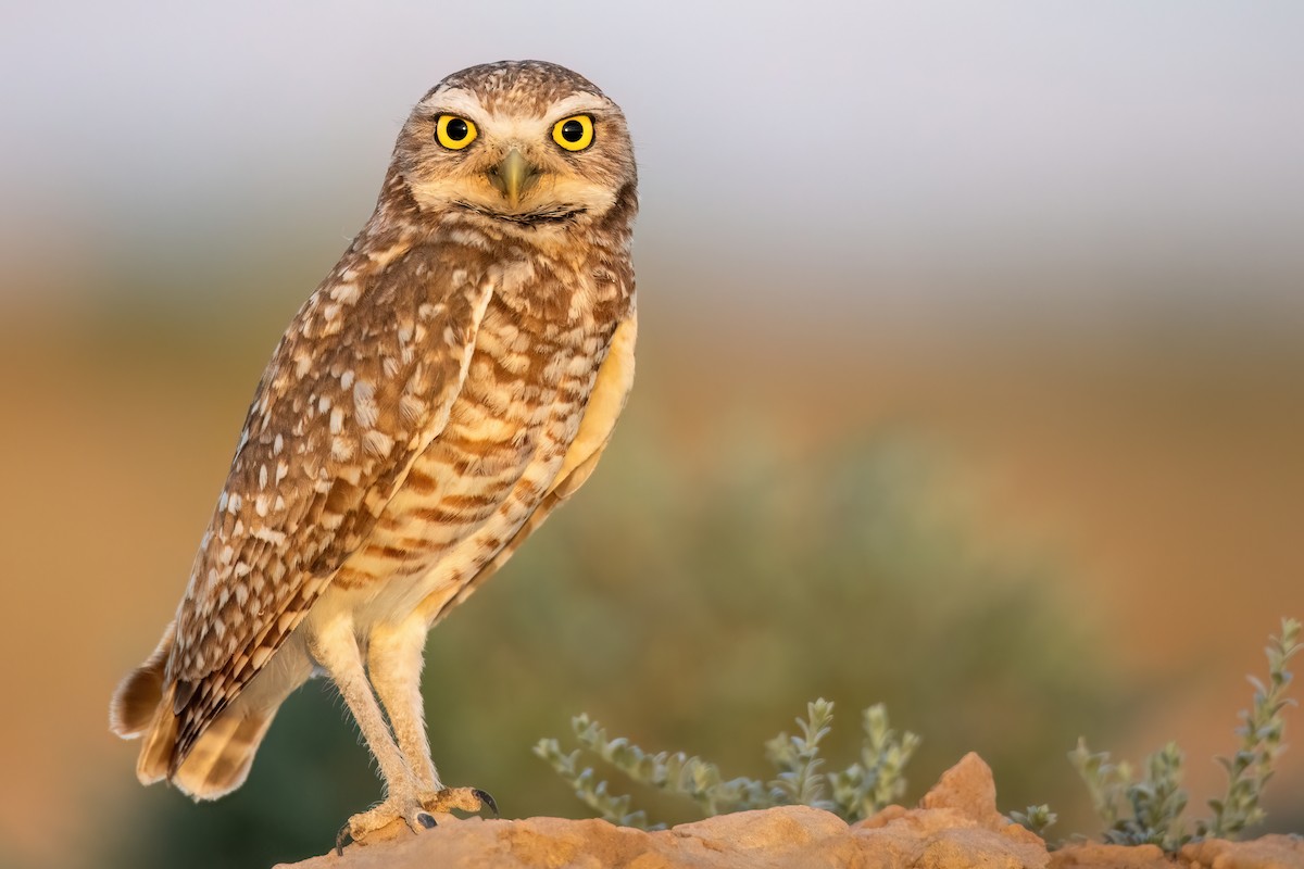 Burrowing Owl - ML619245750
