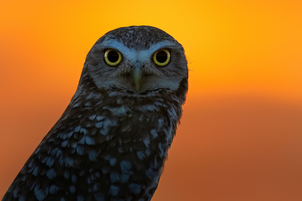 Burrowing Owl - ML619245792