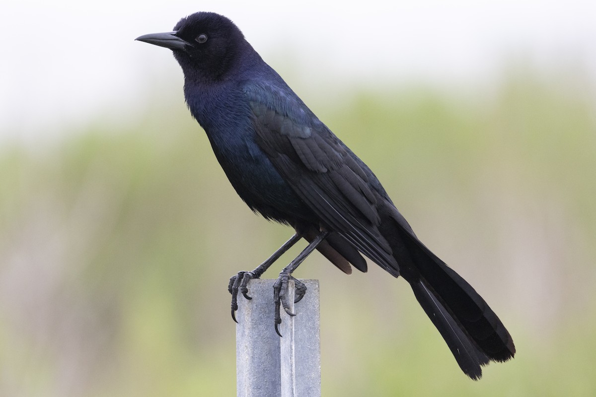Boat-tailed Grackle - ML619245815