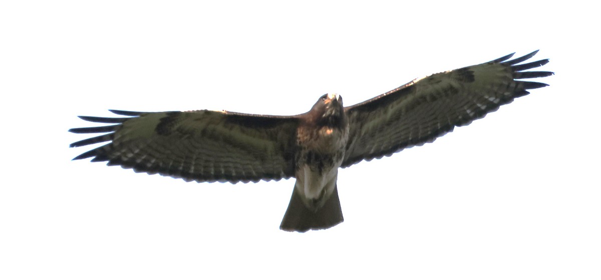 Red-tailed Hawk - ML619245821