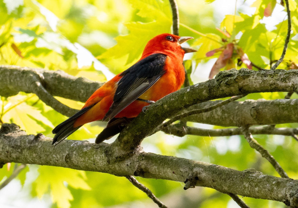 Scarlet Tanager - ML619245839