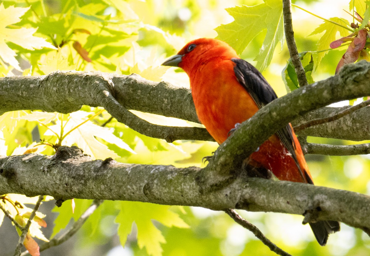 Scarlet Tanager - ML619245840
