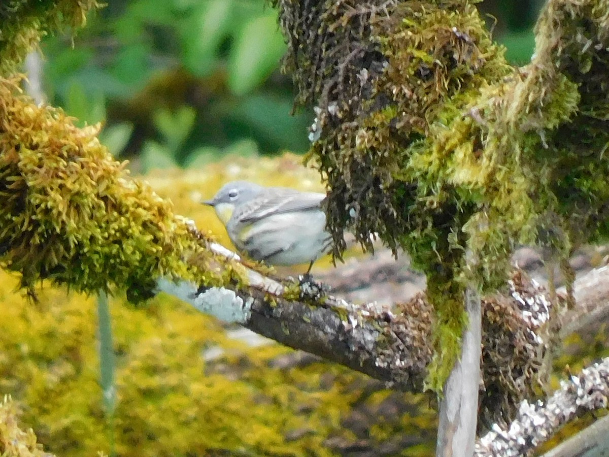 Yellow-rumped Warbler (Myrtle x Audubon's) - ML619245868