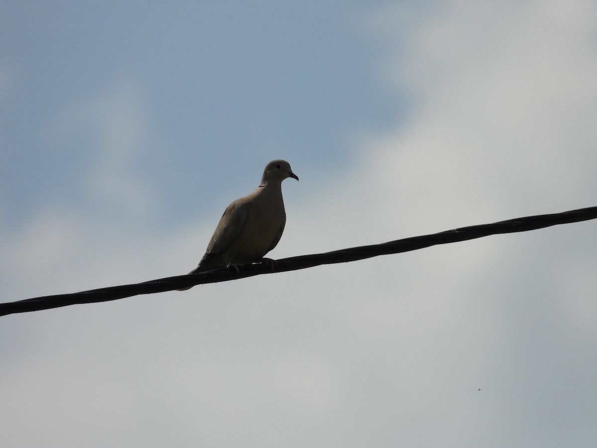 Eurasian Collared-Dove - ML619245946
