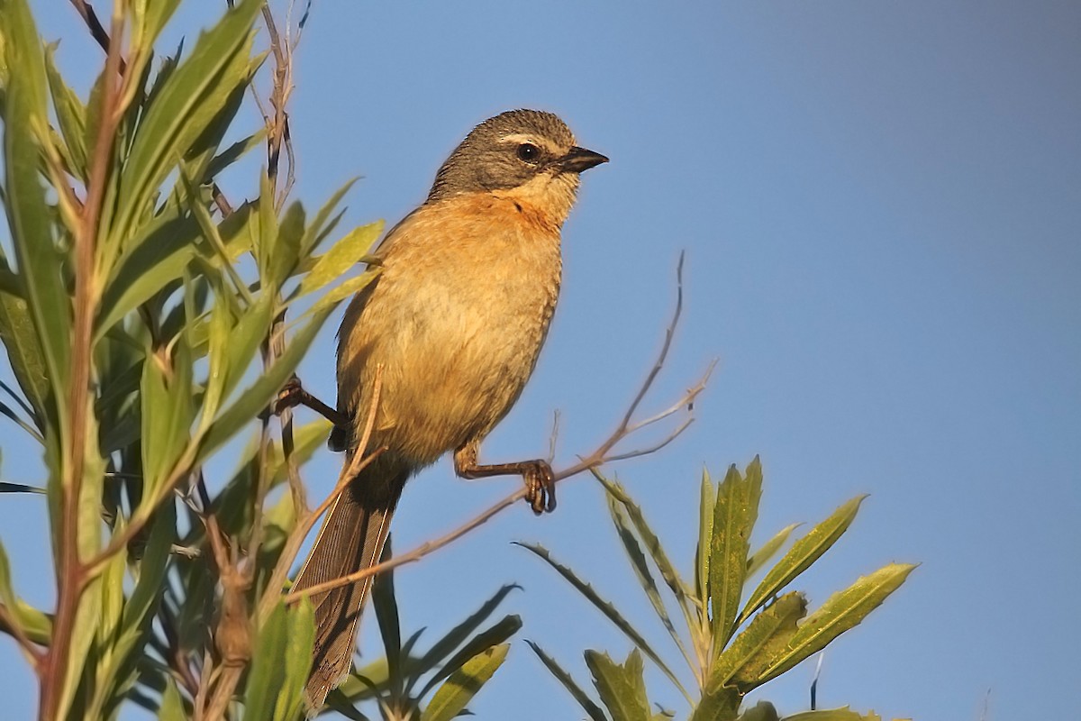 Long-tailed Reed Finch - ML619245958