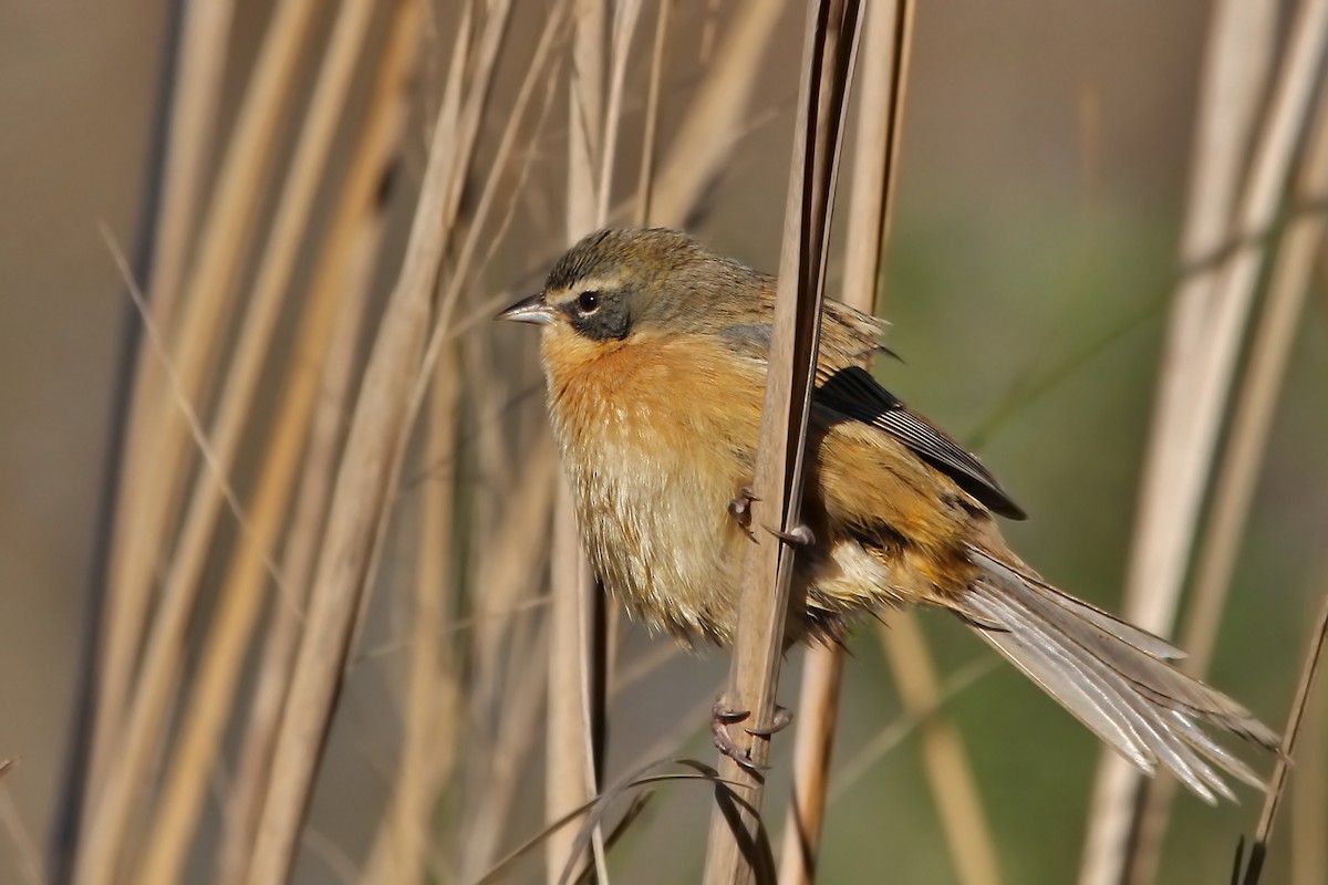 Long-tailed Reed Finch - ML619245959