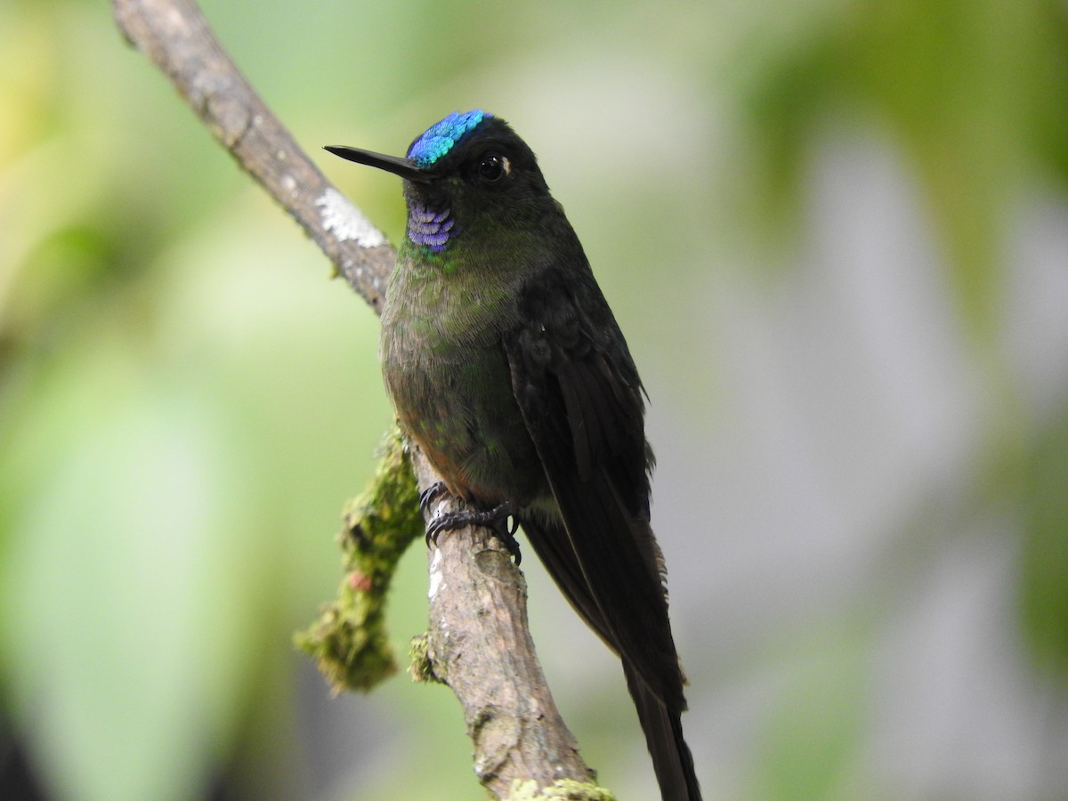 Long-tailed Sylph - ML619245995