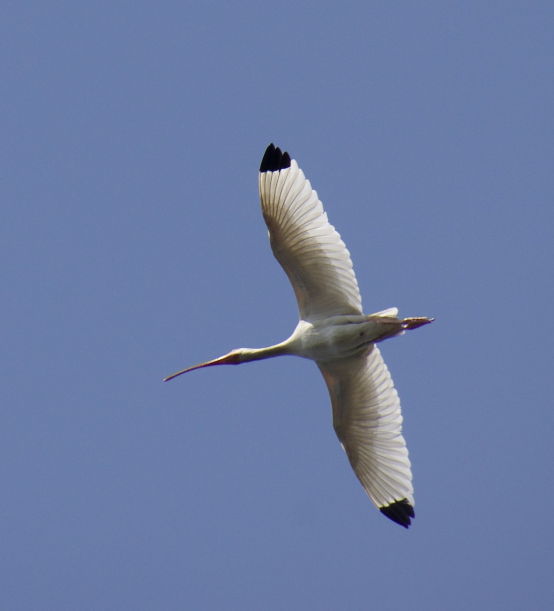 ibis bílý - ML619246025