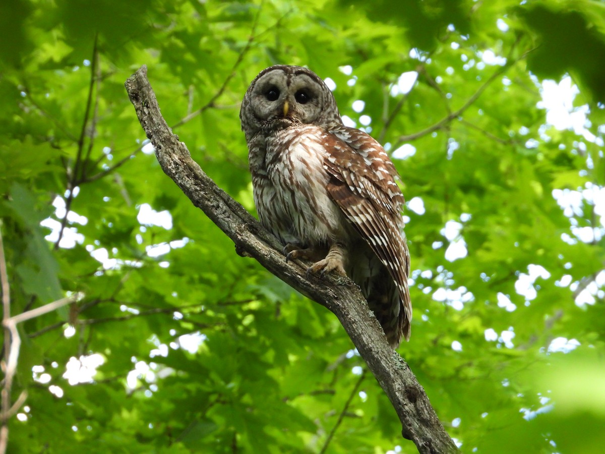 Barred Owl - ML619246045