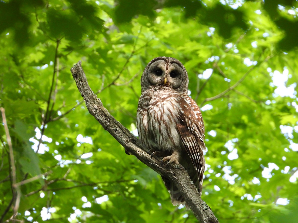 Barred Owl - ML619246047