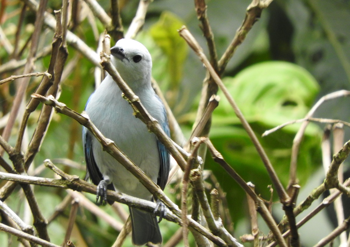 Blue-gray Tanager - ML619246066