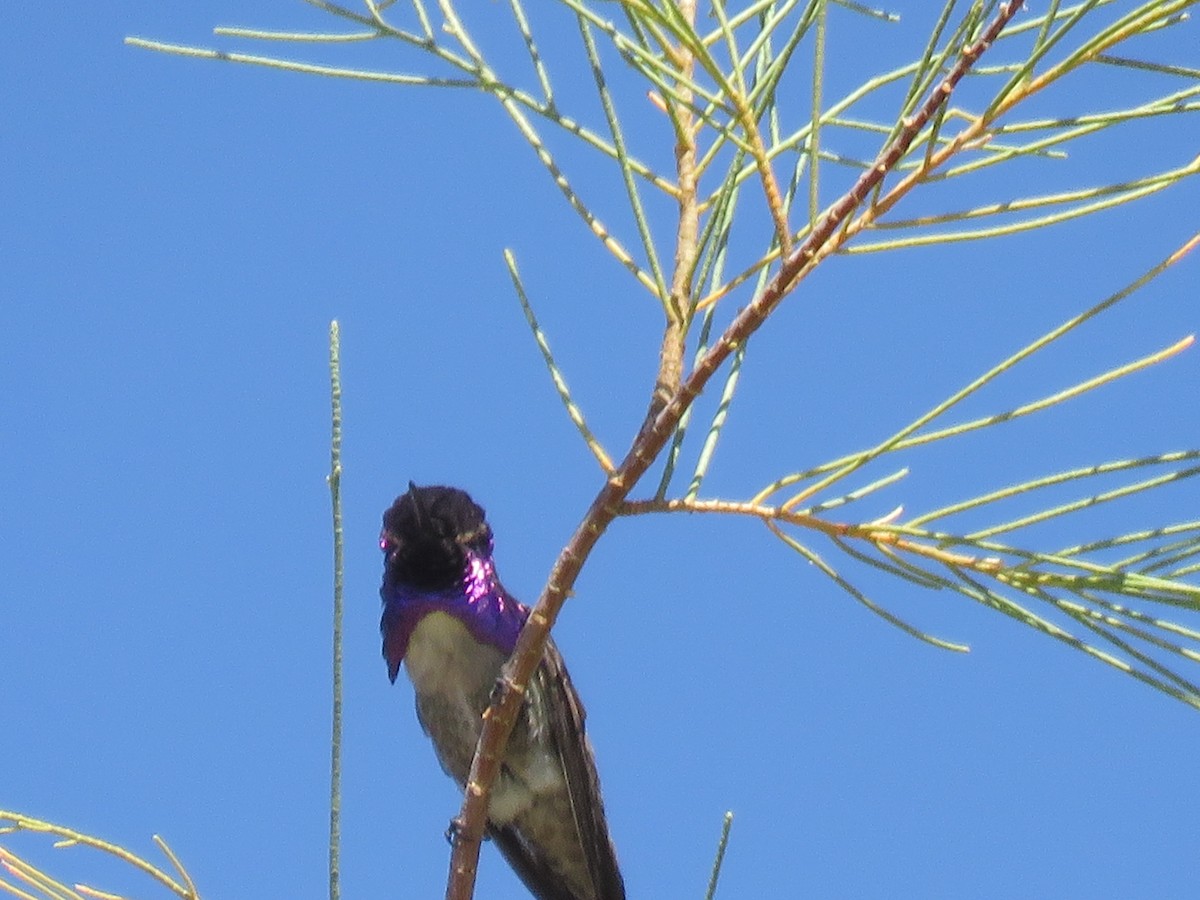 Costa's Hummingbird - ML619246129
