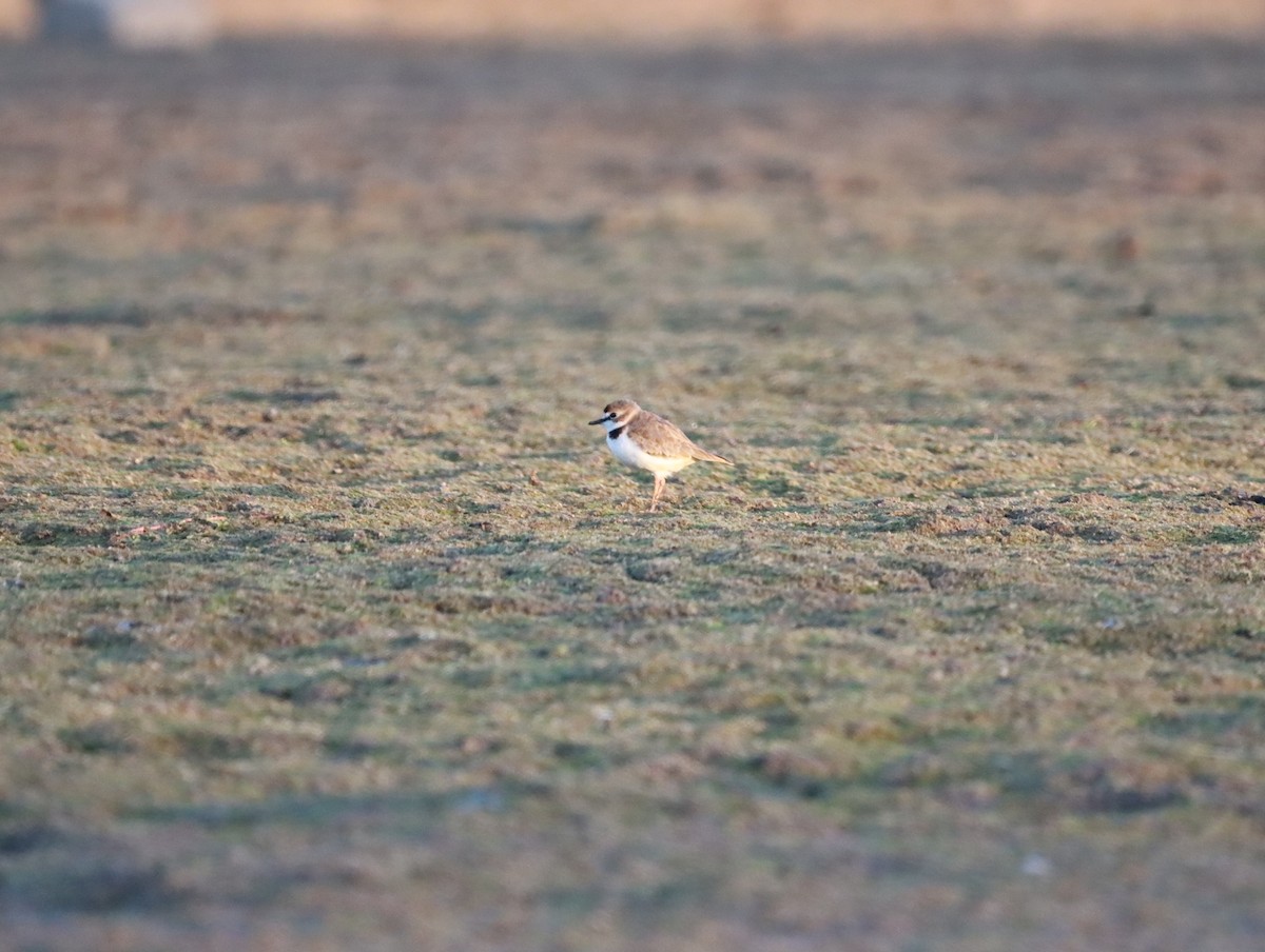 Collared Plover - ML619246390