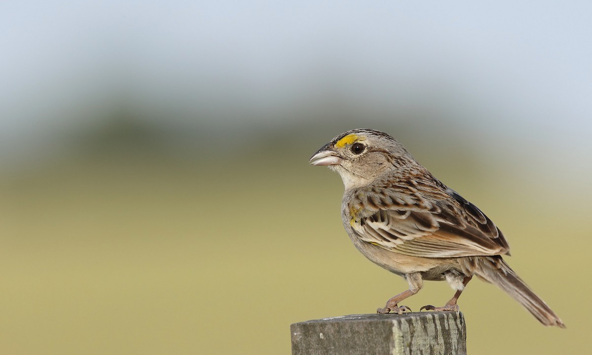 Grassland Sparrow - ML619246398