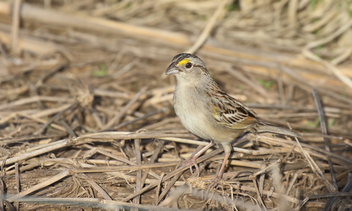 Grassland Sparrow - ML619246399
