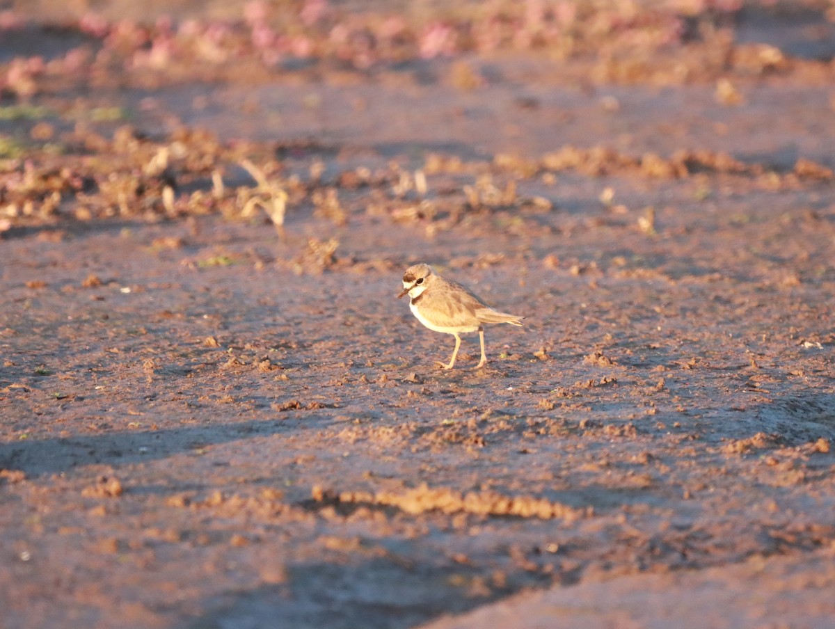 Collared Plover - ML619246457