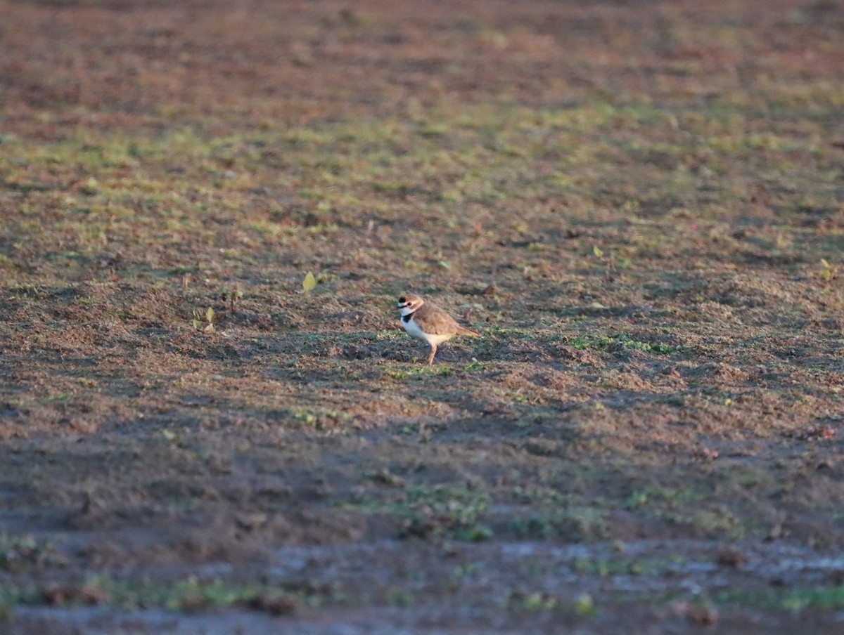 Collared Plover - ML619246458