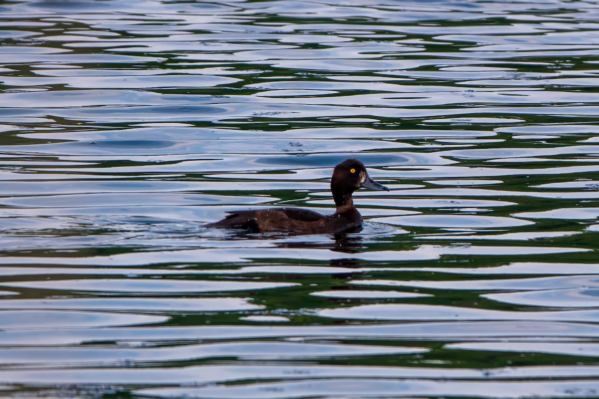 Tufted Duck - ML619246479