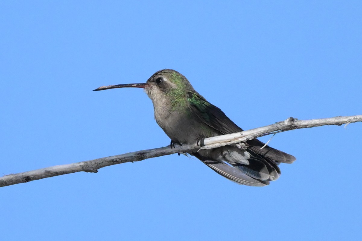 Broad-billed Hummingbird - ML619246499