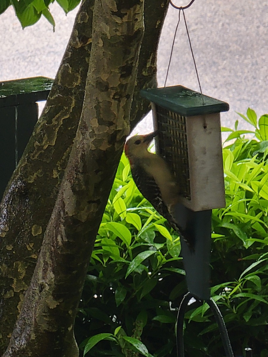 Red-bellied Woodpecker - ML619246526