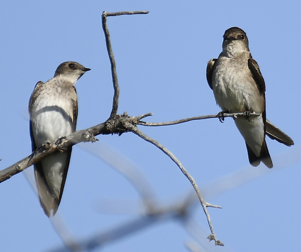 Northern Rough-winged Swallow - ML619246546