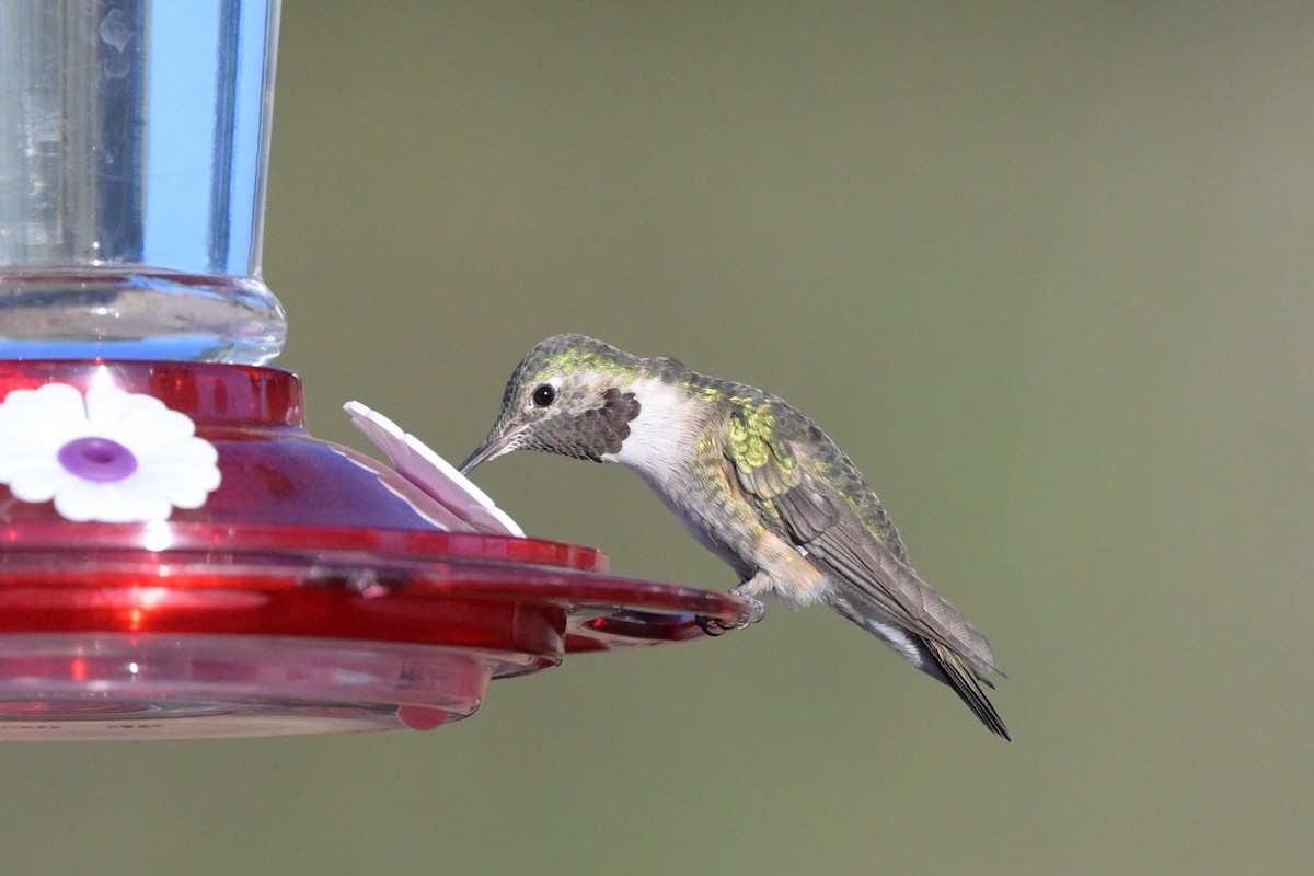 Broad-tailed Hummingbird - ML619246565