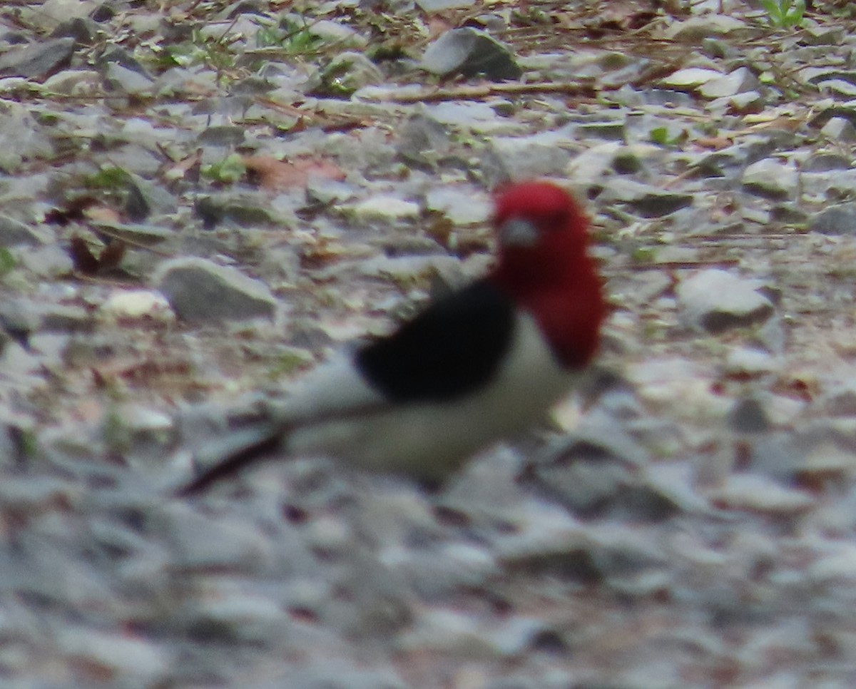 Red-headed Woodpecker - ML619246573