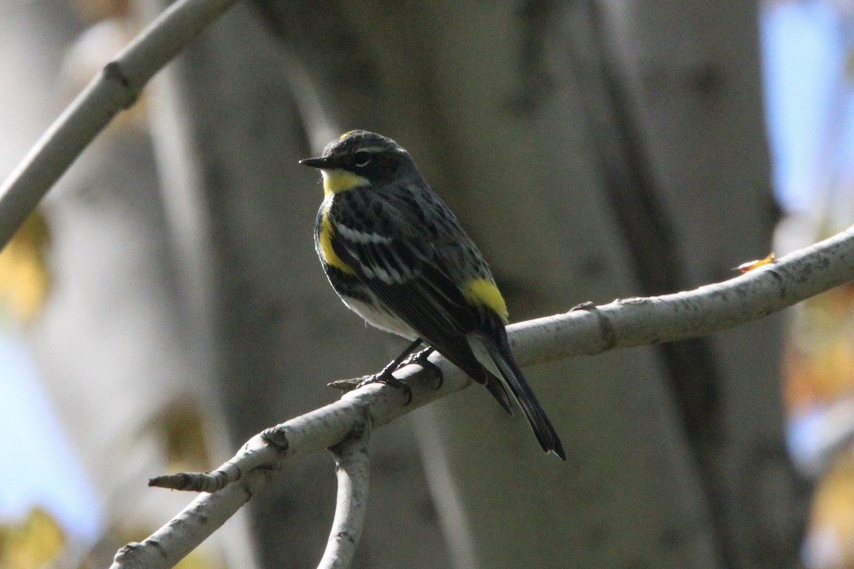 Yellow-rumped Warbler (Myrtle x Audubon's) - ML619246576