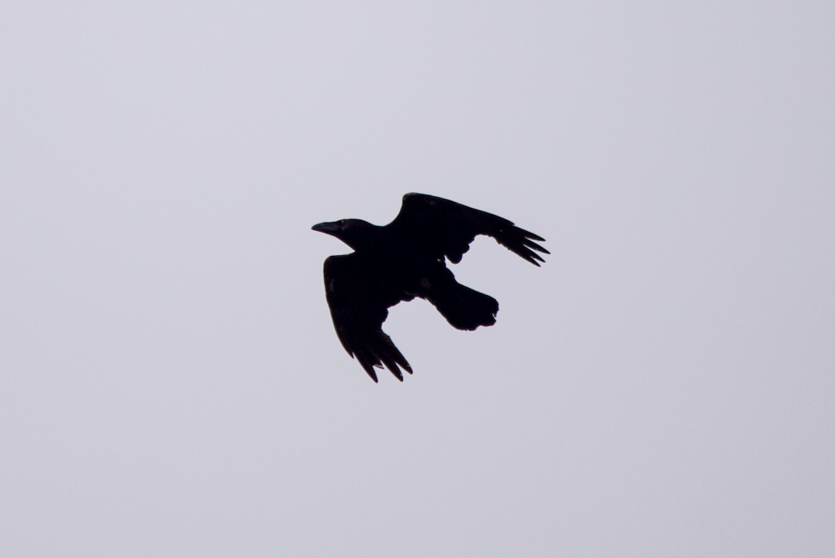 Common Raven - ML619246668