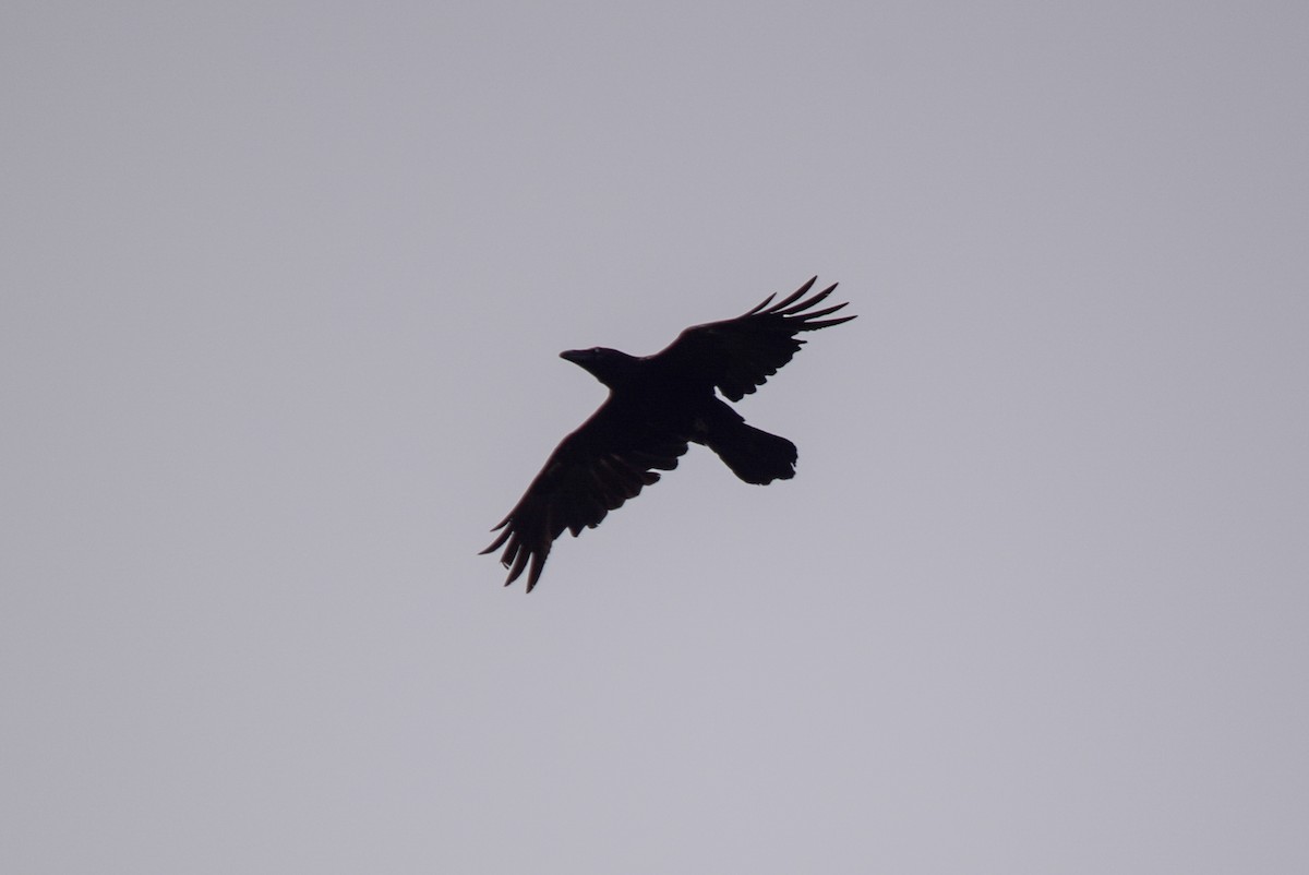 Common Raven - ML619246669