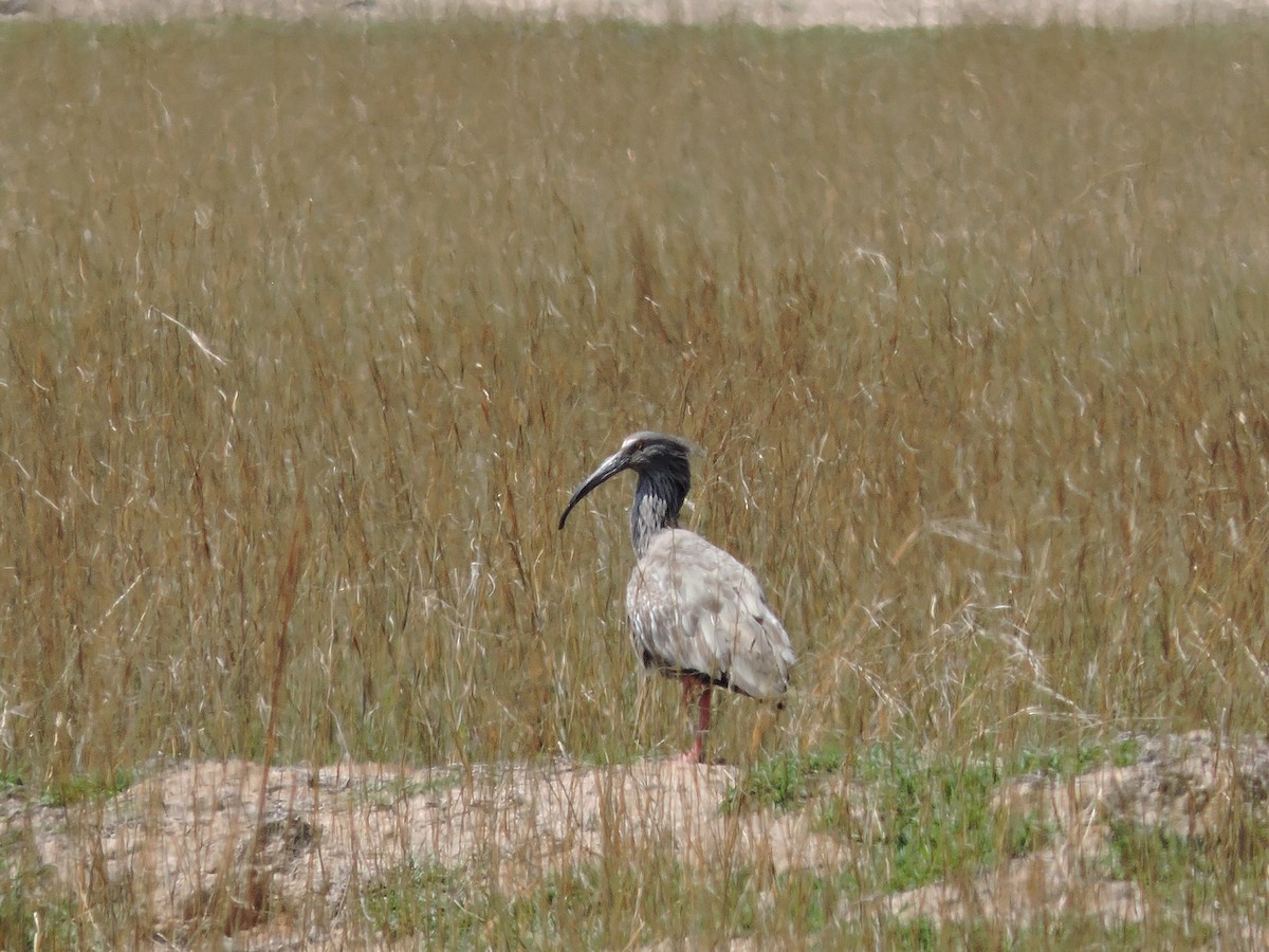 ibis běločelý - ML619246704