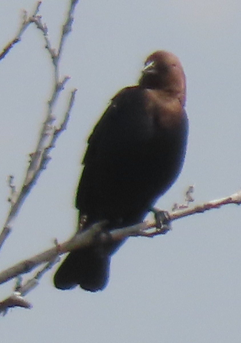 Brown-headed Cowbird - ML619246738