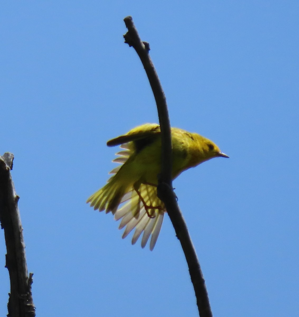 Yellow Warbler - ML619246768