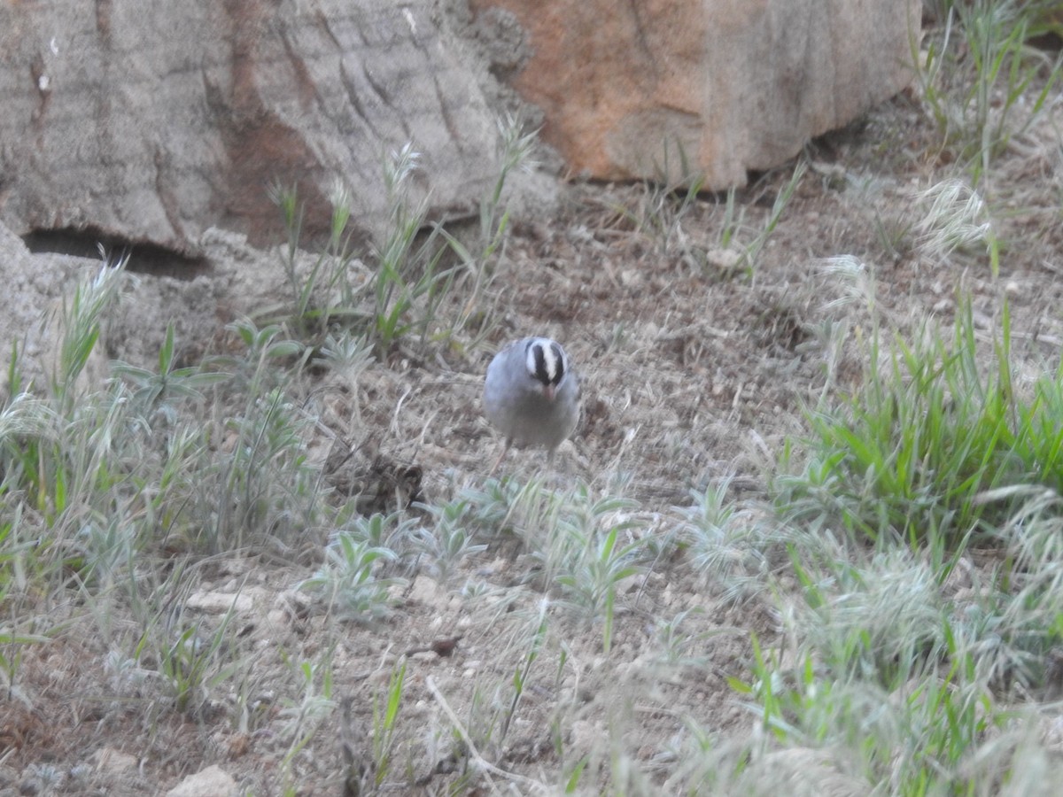 White-crowned Sparrow (Dark-lored) - ML619246788