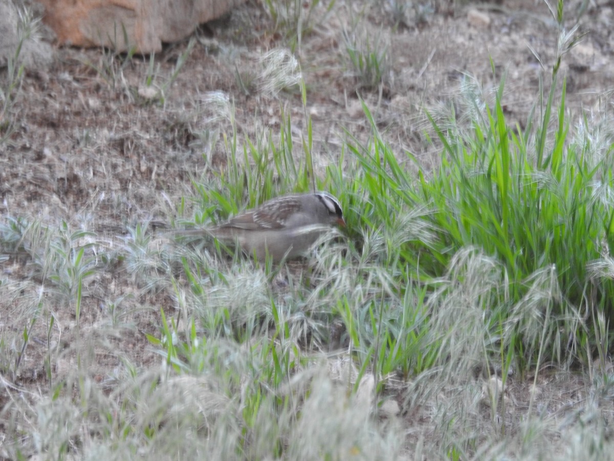 White-crowned Sparrow (Dark-lored) - ML619246789