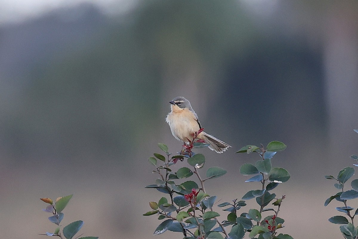 Long-tailed Reed Finch - ML619246797
