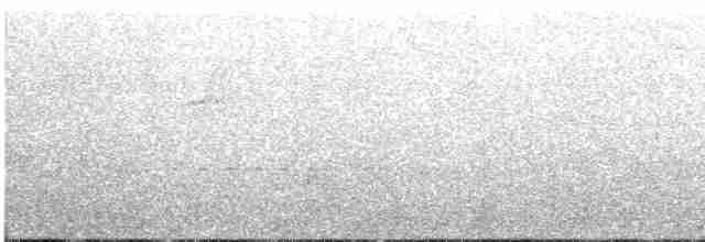 Steller Kargası - ML619246876