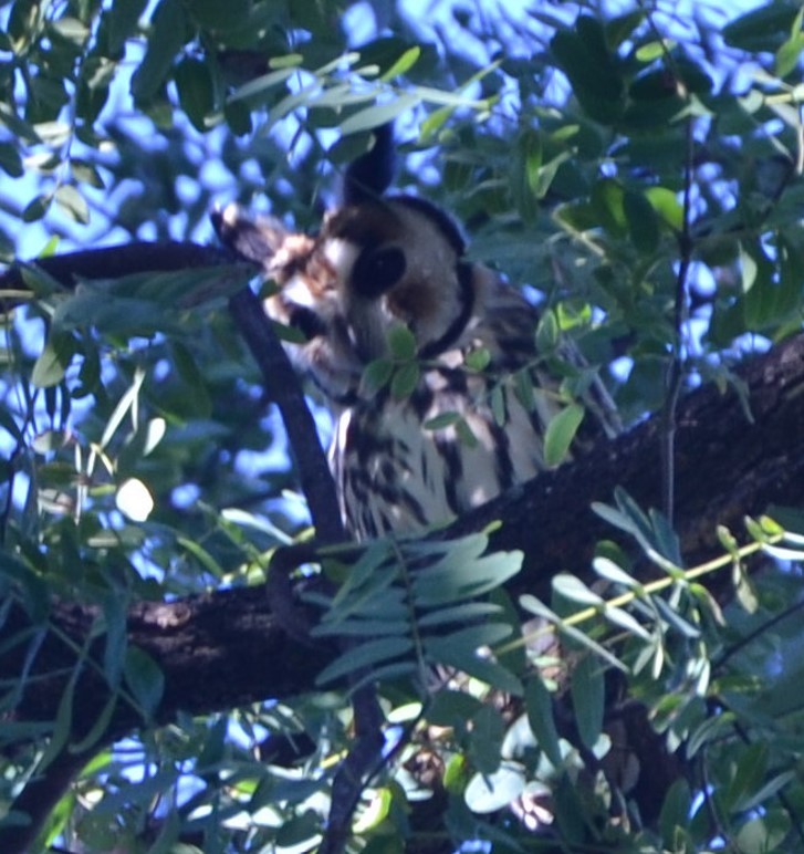 Striped Owl - ML619246884